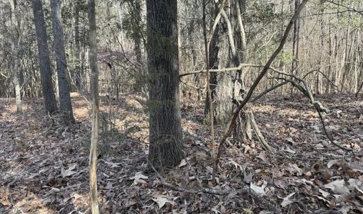 Photo #54 of Off NC 42, Tarboro, NC 39.7 acres
