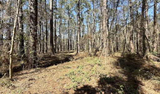 Photo #14 of Off of Creek Place Rd, Arapahoe, NC 2.2 acres