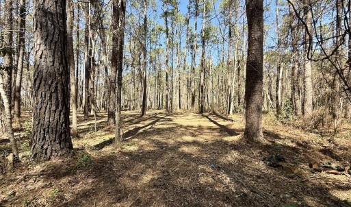 Photo #15 of Off of Creek Place Rd, Arapahoe, NC 2.2 acres