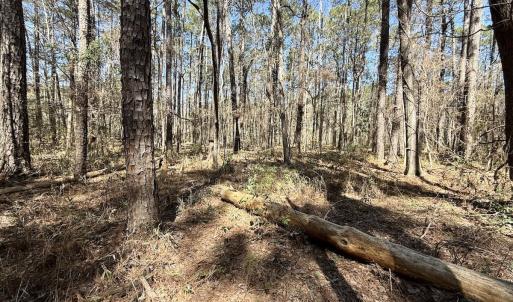 Photo #16 of Off of Creek Place Rd, Arapahoe, NC 2.2 acres