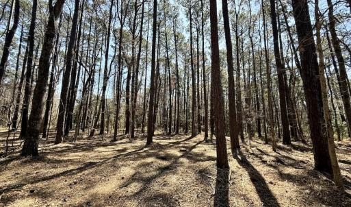 Photo #14 of Off Creek Place, Arapahoe, NC 2.2 acres