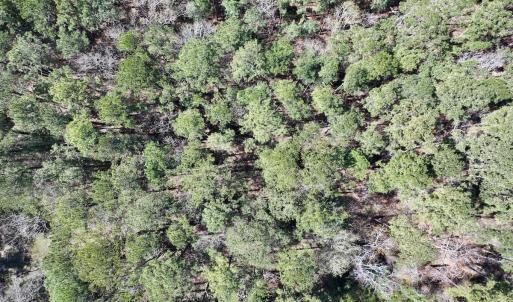 Photo #7 of Off Creek Place, Arapahoe, NC 2.2 acres