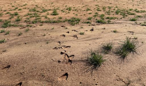 Photo #19 of Off of Centennial Road, Disputanta, VA 5.5 acres