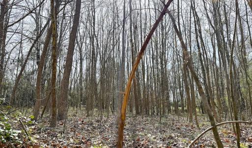 Photo #21 of Off of Centennial Road, Disputanta, VA 5.5 acres