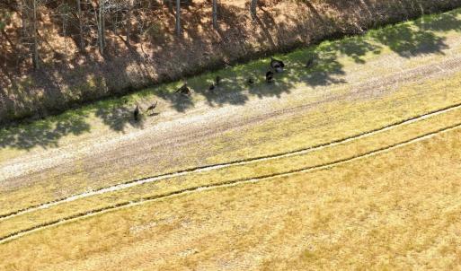 Photo #8 of Off of Medical Center Rd, Gates, NC 37.8 acres