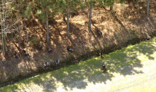 Photo #9 of Off of Medical Center Rd, Gates, NC 37.8 acres