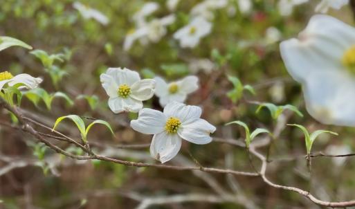 Photo #8 of Off Black Mingle Rd, Gates, NC 0.6 acres