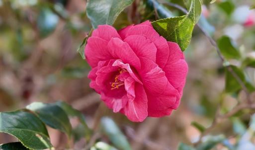 Photo #15 of Off Black Mingle Rd, Gates, NC 0.6 acres