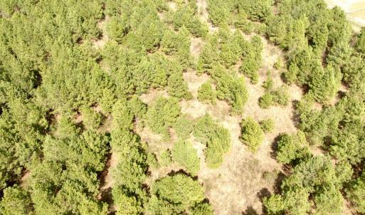 Photo #10 of Off Black Mingle Rd, Gates, NC 109.8 acres