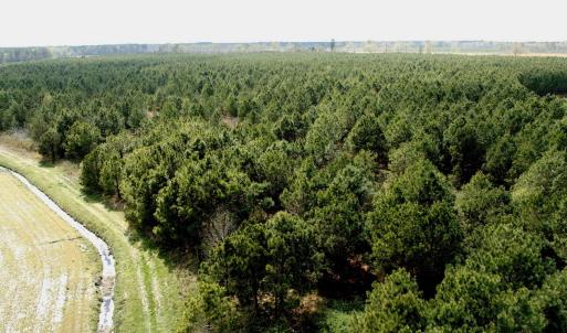 Photo #13 of Off Black Mingle Rd, Gates, NC 109.8 acres