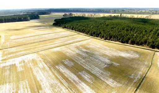 Photo #16 of Off Black Mingle Rd, Gates, NC 109.8 acres