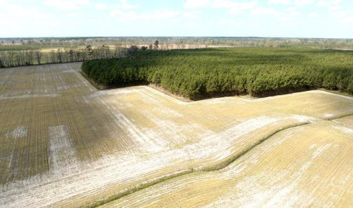 Photo #4 of Off Black Mingle Rd, Gates, NC 109.8 acres