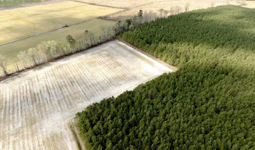 Photo #23 of Off Black Mingle Rd, Gates, NC 109.8 acres