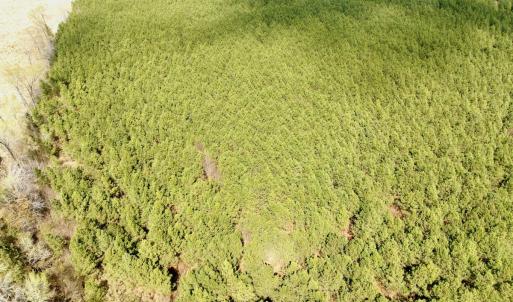 Photo #26 of Off Black Mingle Rd, Gates, NC 109.8 acres