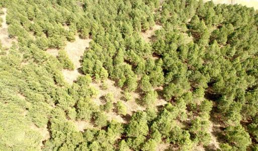 Photo #27 of Off Black Mingle Rd, Gates, NC 109.8 acres