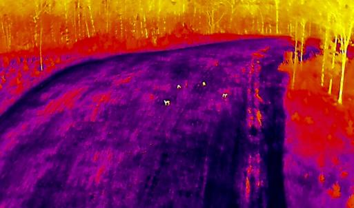 Photo #88 of 784 & 785 Glennie Irvin Road, Semora, NC 146.3 acres