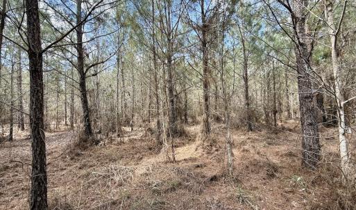 Photo #16 of Lot 1 Guinea Mill Rd, Ernul, NC 25.0 acres