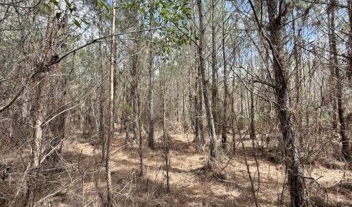 Photo #17 of Lot 1 Guinea Mill Rd, Ernul, NC 25.0 acres