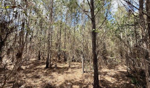 Photo #18 of Lot 1 Guinea Mill Rd, Ernul, NC 25.0 acres