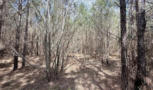 Photo #19 of Lot 1 Guinea Mill Rd, Ernul, NC 25.0 acres