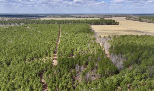 Photo #1 of Lot 1 Guinea Mill Rd, Ernul, NC 25.0 acres