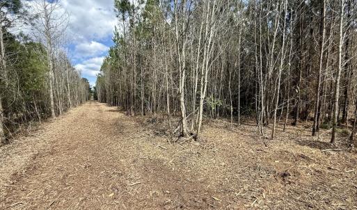 Photo #20 of Lot 1 Guinea Mill Rd, Ernul, NC 25.0 acres