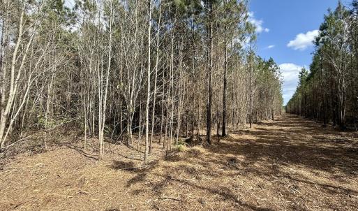 Photo #21 of Lot 1 Guinea Mill Rd, Ernul, NC 25.0 acres