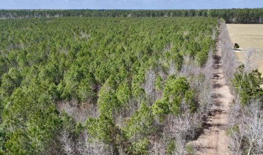 Photo #3 of Lot 1 Guinea Mill Rd, Ernul, NC 25.0 acres