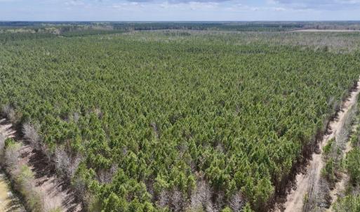 Photo #5 of Lot 1 Guinea Mill Rd, Ernul, NC 25.0 acres