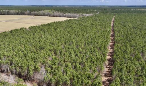 Photo #7 of Lot 1 Guinea Mill Rd, Ernul, NC 25.0 acres