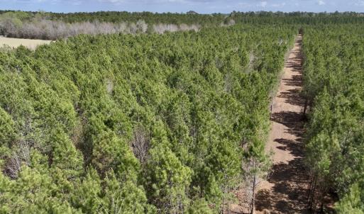 Photo #8 of Lot 1 Guinea Mill Rd, Ernul, NC 25.0 acres