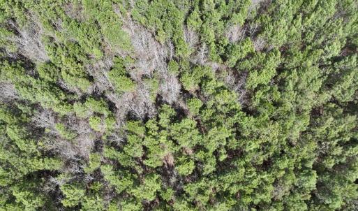 Photo #10 of Lot 2 Guinea Mill Rd, Ernul, NC 30.0 acres