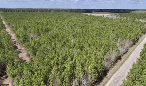 Photo #11 of Lot 2 Guinea Mill Rd, Ernul, NC 30.0 acres