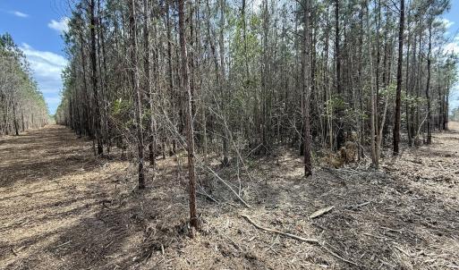 Photo #13 of Lot 2 Guinea Mill Rd, Ernul, NC 30.0 acres