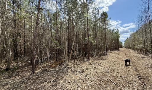 Photo #14 of Lot 2 Guinea Mill Rd, Ernul, NC 30.0 acres