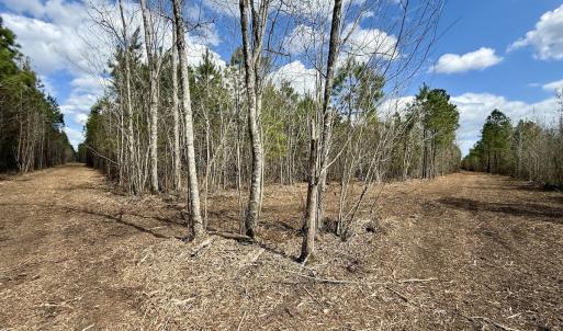 Photo #15 of Lot 2 Guinea Mill Rd, Ernul, NC 30.0 acres