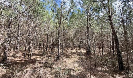 Photo #19 of Lot 2 Guinea Mill Rd, Ernul, NC 30.0 acres