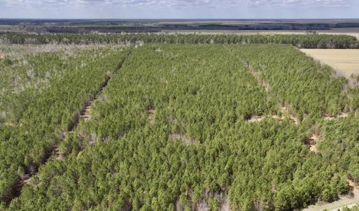 Photo #1 of Lot 2 Guinea Mill Rd, Ernul, NC 30.0 acres