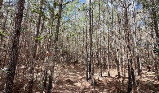 Photo #20 of Lot 2 Guinea Mill Rd, Ernul, NC 30.0 acres