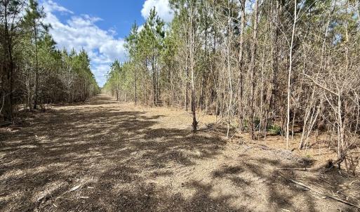 Photo #21 of Lot 2 Guinea Mill Rd, Ernul, NC 30.0 acres