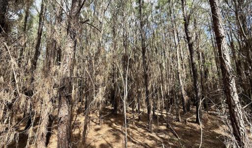 Photo #22 of Lot 2 Guinea Mill Rd, Ernul, NC 30.0 acres