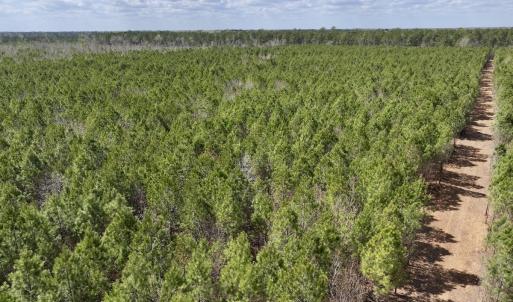 Photo #3 of Lot 2 Guinea Mill Rd, Ernul, NC 30.0 acres