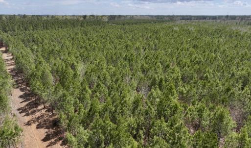 Photo #4 of Lot 2 Guinea Mill Rd, Ernul, NC 30.0 acres