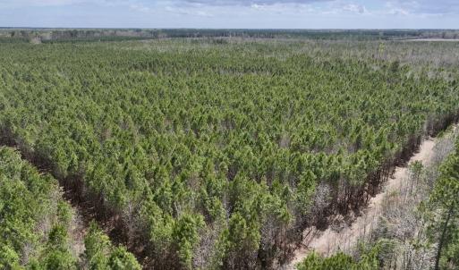 Photo #6 of Lot 2 Guinea Mill Rd, Ernul, NC 30.0 acres