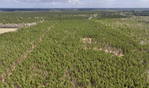 Photo #7 of Lot 2 Guinea Mill Rd, Ernul, NC 30.0 acres