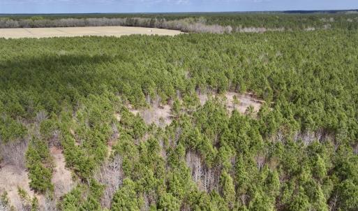 Photo #9 of Lot 2 Guinea Mill Rd, Ernul, NC 30.0 acres