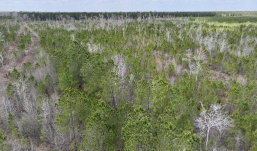 Photo #12 of Lot 4  Guinea Mill Rd, Ernul, NC 34.0 acres