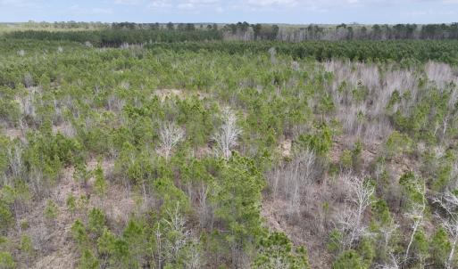 Photo #13 of Lot 4  Guinea Mill Rd, Ernul, NC 34.0 acres