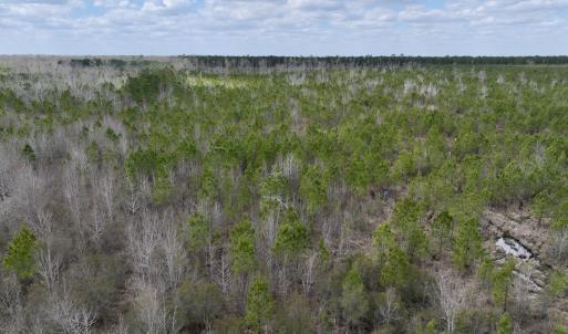 Photo #14 of Lot 4  Guinea Mill Rd, Ernul, NC 34.0 acres