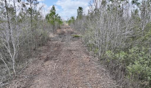 Photo #15 of Lot 4  Guinea Mill Rd, Ernul, NC 34.0 acres